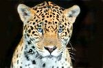 Young Jaguar With Amazing Blue Eyes
