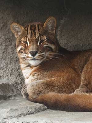 asian golden cat