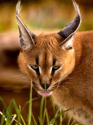 caracal facts