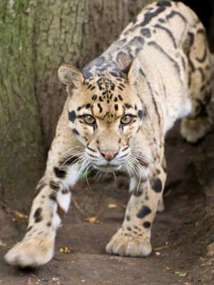 clouded leopard facts