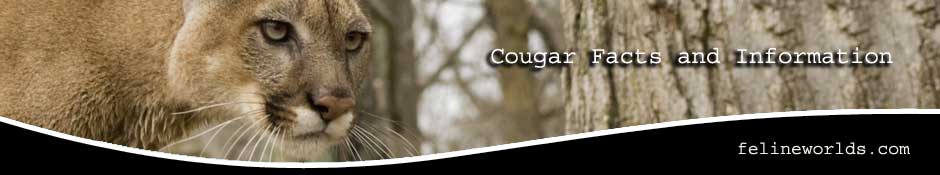felines