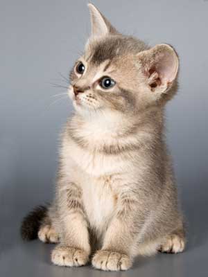 domestic cat facts