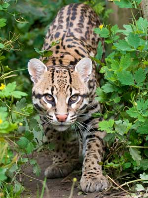 ocelot facts