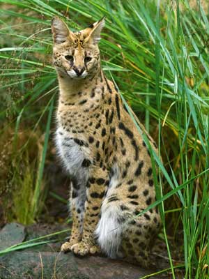 serval facts