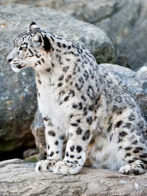 snow leopard facts