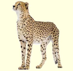top cheetah facts