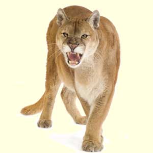 top cougar facts