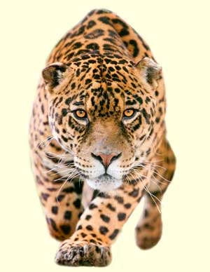 top jaguar facts