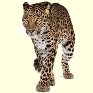 top leopard facts