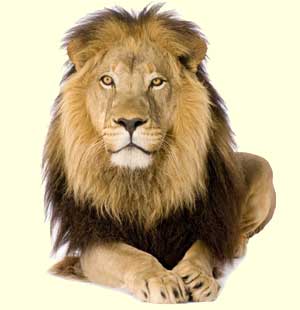 top lion facts