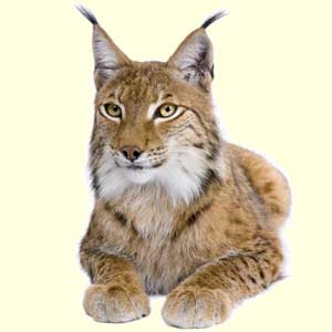 top lynx facts