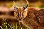 Caracal With Intriguing Look