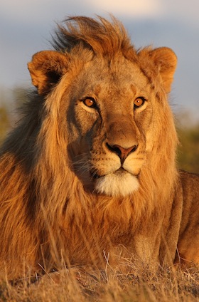 Relevant facts about Lions