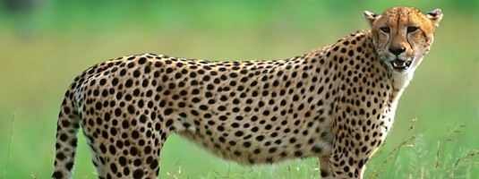 Cheetah Facts