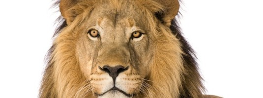 Lion Facts