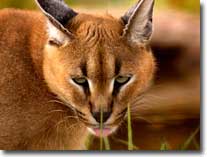 caracal-visual