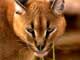 caracal
