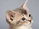 domestic cat