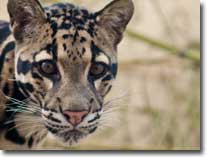 clouded-leopard-visual