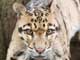 clouded leopard
