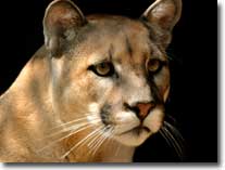 cougar-visual