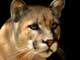 cougar