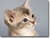 domestic-cat-visual