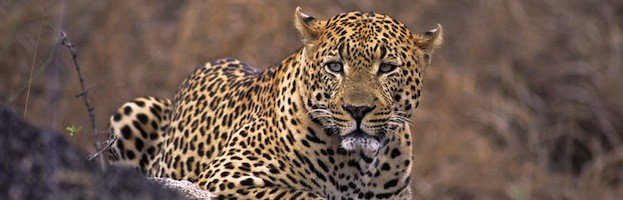 Leopard Facts