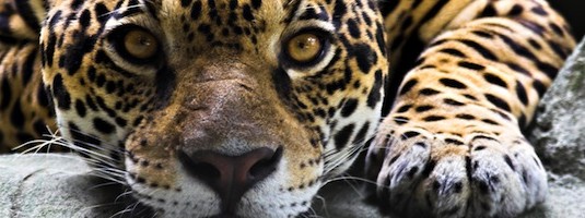 Jaguar Facts