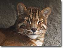 golden-cat-visual