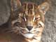 golden cat