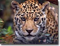 jaguar-visual