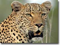 leopard-visual