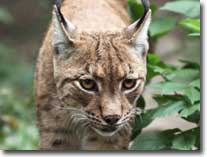 lynx-visual