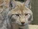 lynx