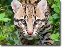 ocelot-visual