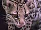 ocelot