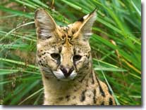 serval-visual