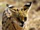 serval