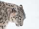 snow leopard