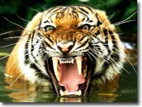 tiger-visual