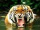 facts about tigers